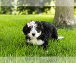 Small #13 Bernedoodle (Miniature)