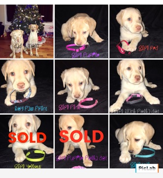 Medium Photo #1 Labrador Retriever Puppy For Sale in PRESTONSBURG, KY, USA
