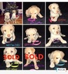 Small Photo #1 Labrador Retriever Puppy For Sale in PRESTONSBURG, KY, USA