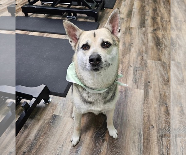 Medium Photo #6 Siberian Husky-Unknown Mix Puppy For Sale in Fargo, ND, USA