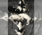 Small Photo #6 Great Dane Puppy For Sale in ANAHEIM, CA, USA