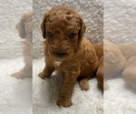 Puppy 8 Goldendoodle (Miniature)