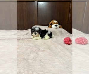 Maltipoo-Yorkshire Terrier Mix Puppy for sale in BENSON, NC, USA