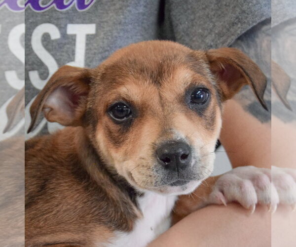 Medium Photo #2 Jack Russell Terrier-Unknown Mix Puppy For Sale in Huntley, IL, USA