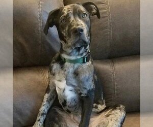 American Staffordshire Terrier-Labrador Retriever Mix Dogs for adoption in Fargo, ND, USA