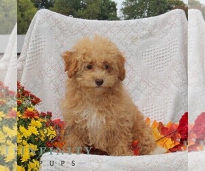 Maltipoo Puppy for sale in RISING SUN, MD, USA