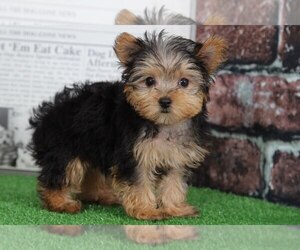 Yorkshire Terrier Puppy for sale in BEL AIR, MD, USA