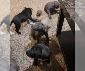 American Pit Bull Terrier Puppy for sale in JACKSON, MI, USA