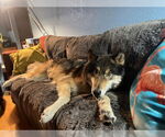 Small German Shepherd Dog-Huskies Mix