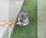 Small Bulldog