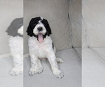 Puppy Rex Sheepadoodle
