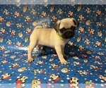 Small Photo #8 Pug Puppy For Sale in CHICAGO, IL, USA