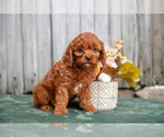 Puppy Tina Cavapoo