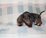 Small #1 Dachshund