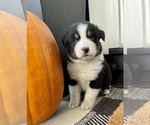 Small #1 Australian Shepherd