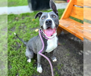 Mutt Dogs for adoption in Long Beach, CA, USA