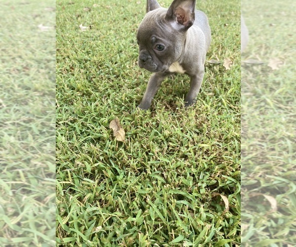 Medium Photo #4 Faux Frenchbo Bulldog Puppy For Sale in FREDONIA, KS, USA