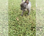 Small Photo #4 Faux Frenchbo Bulldog Puppy For Sale in FREDONIA, KS, USA