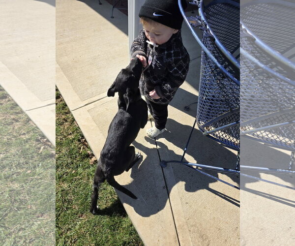 Medium Photo #14 Labrador Retriever-Unknown Mix Puppy For Sale in Germantown, OH, USA
