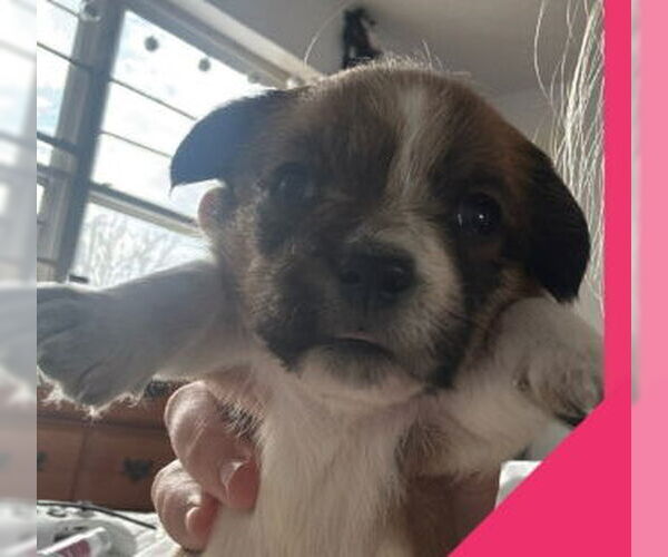 Medium Photo #1 Rat-Cha Puppy For Sale in Grafton, WI, USA