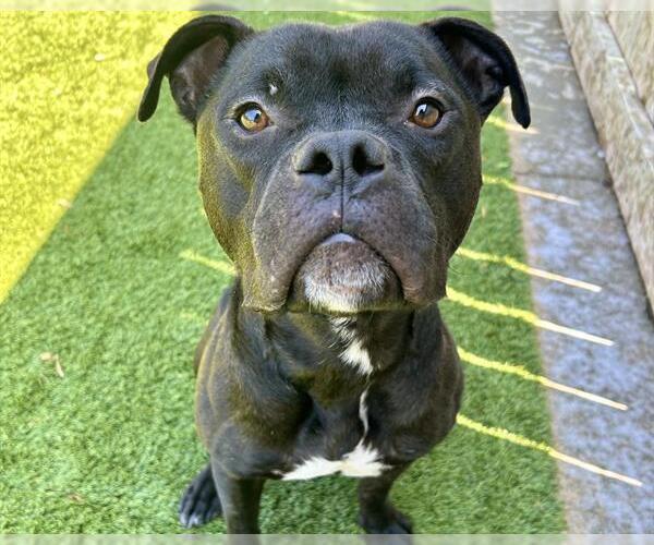 Medium Photo #2 Staffordshire Bull Terrier-Unknown Mix Puppy For Sale in Raleigh, NC, USA