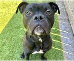 Small #1 Staffordshire Bull Terrier Mix