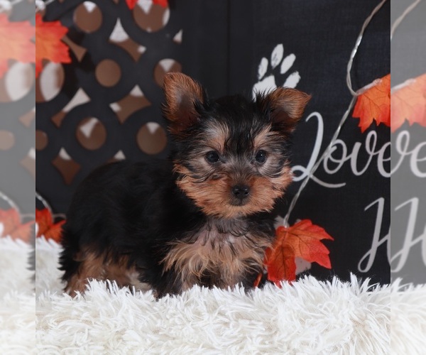 Medium Photo #2 Yorkshire Terrier Puppy For Sale in MOUNT VERNON, OH, USA