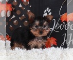 Small #1 Yorkshire Terrier