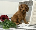 Small #1 Cavapoo