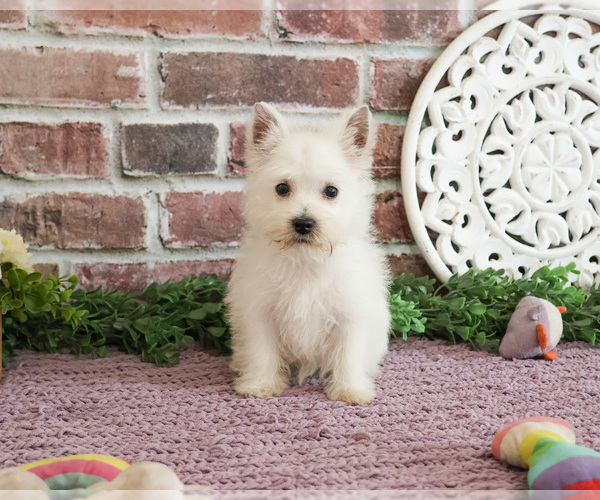 Medium Photo #7 West Highland White Terrier Puppy For Sale in SYRACUSE, IN, USA