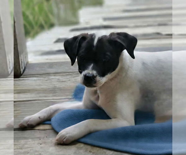 Medium Photo #3 Rat Terrier-Unknown Mix Puppy For Sale in Wakefield, RI, USA