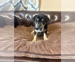 Small Photo #15 Carlin Pinscher Puppy For Sale in COBB, WI, USA