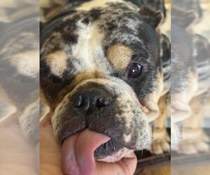 French Bulldog-Unknown Mix Dogs for adoption in New York, NY, USA