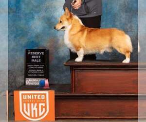 Father of the Pembroke Welsh Corgi puppies born on 07/03/2023