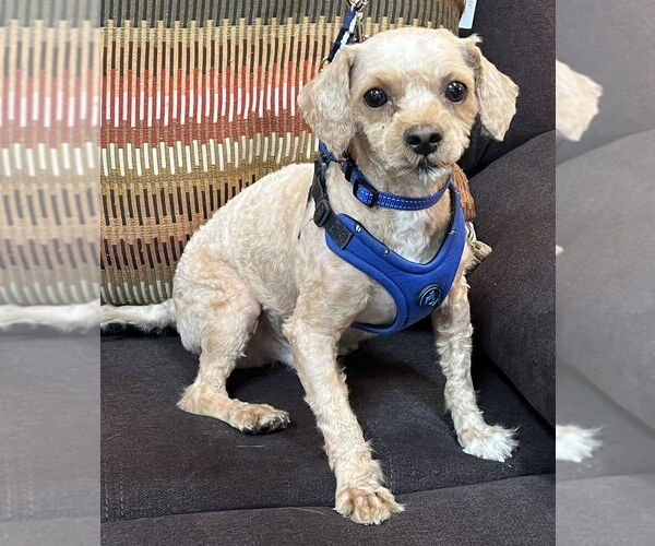 Medium Photo #1 Poodle (Miniature) Puppy For Sale in Mundelein, IL, USA