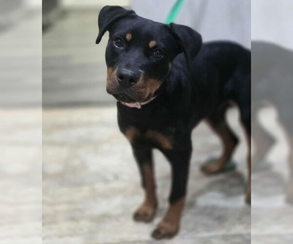 Medium Photo #3 Rottweiler-Unknown Mix Puppy For Sale in Lakewood, CO, USA