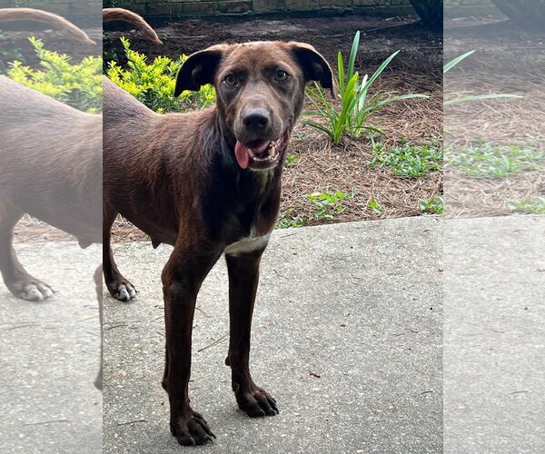 Medium Photo #3 Labrador Retriever-Unknown Mix Puppy For Sale in Ocean Springs, MS, USA