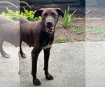 Small #2 Labrador Retriever Mix