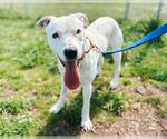 Small #1 American Pit Bull Terrier Mix