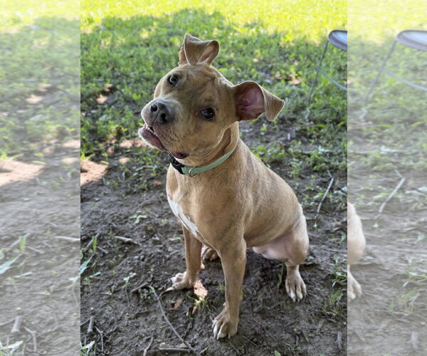 Medium Photo #2 Mutt Puppy For Sale in Jefferson, WI, USA