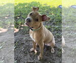 Small #1 Mutt