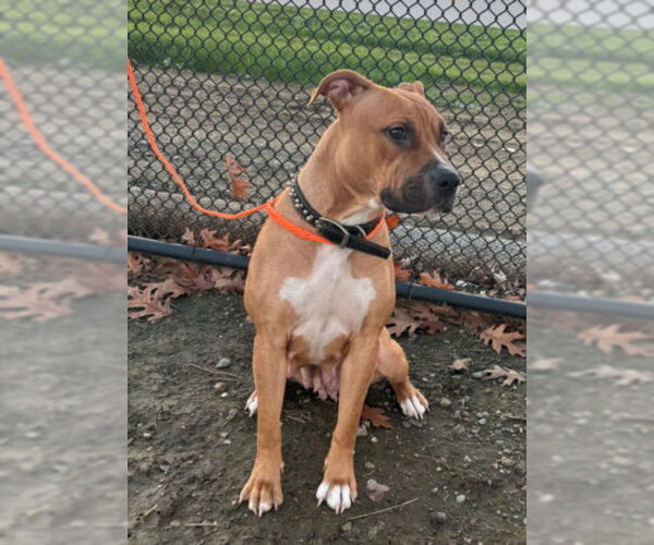 Medium Photo #1 Mutt Puppy For Sale in Tracy, CA, USA