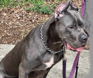 Mother of the Cane Corso puppies born on 10/01/2025