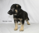 Small Photo #3 German Shepherd Dog Puppy For Sale in DUENWEG, MO, USA