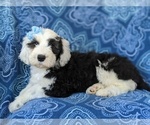 Small Photo #4 Sheepadoodle Puppy For Sale in PORT DEPOSIT, MD, USA