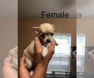 Chihuahua Puppy for sale in WINDER, GA, USA
