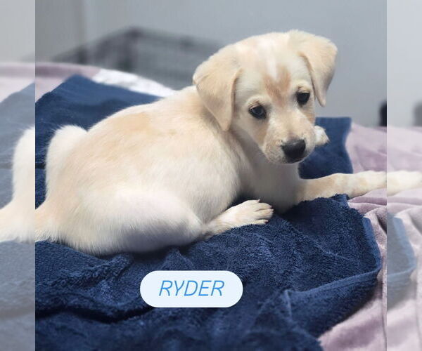 Medium Photo #4 Mutt Puppy For Sale in San Diego, CA, USA