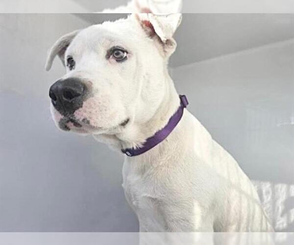 Medium Photo #3 American Staffordshire Terrier-Unknown Mix Puppy For Sale in Houston, TX, USA