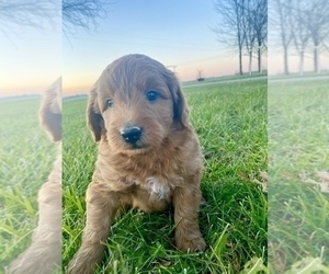 Goldendoodle (Miniature) Puppy for sale in ARCOLA, IL, USA