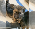 Small Photo #1 German Shepherd Dog-Siberian Husky Mix Puppy For Sale in LOS GATOS, CA, USA
